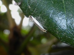 Erechthias chionodira