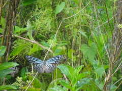 Ideopsis vulgaris macrina