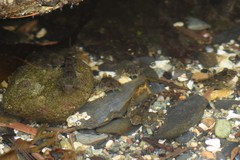 Oligocottus maculosus