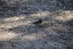 Junco hyemalis pinosus
