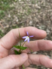 Lobelia quadrangularis