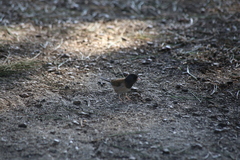 Junco hyemalis pinosus