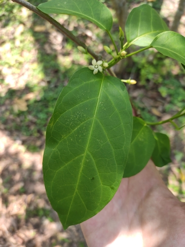 Gymnema inodorum
