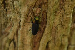 Anthaxia viridicornis