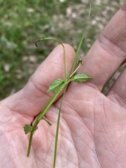 Lobelia quadrangularis