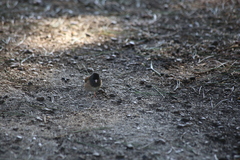 Junco hyemalis pinosus