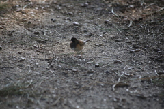 Junco hyemalis pinosus
