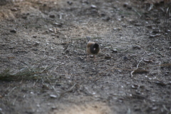 Junco hyemalis pinosus