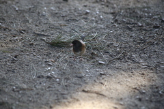 Junco hyemalis pinosus