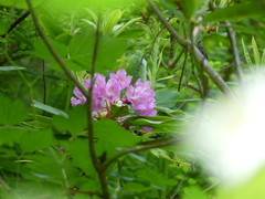 Rhododendron macrophyllum