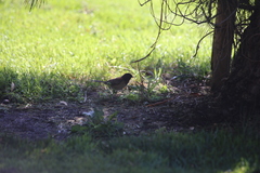 Junco hyemalis pinosus