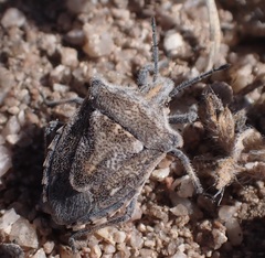 Prionosoma podopioides