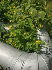 Chelidonium majus