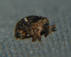 Eubulus bisignatus