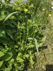 Bromus inermis