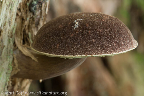 admirable bolete