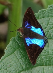 Doxocopa laurentia cherubina