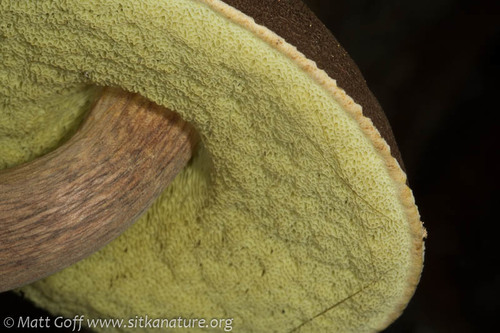 admirable bolete