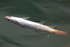 Mylocheilus caurinus