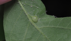 Andricus quercusutriculus