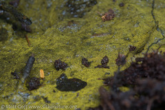 Chromophyton rosanoffii