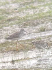 Calidris pugnax