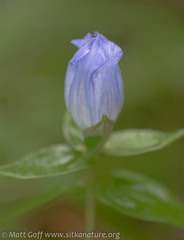 Gentiana platypetala