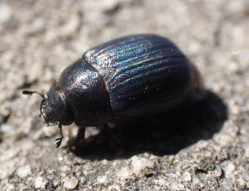 Serica anthracina
