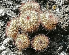 Mammillaria scrippsiana