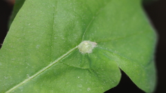 Andricus quercusutriculus