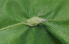 Andricus quercusutriculus