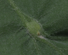 Andricus quercusutriculus