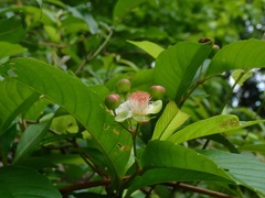 Tetracera