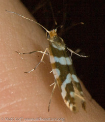 Argyresthia goedartella