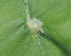 Andricus quercusutriculus