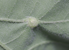 Andricus quercusutriculus