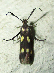 Eretmocera laetissima