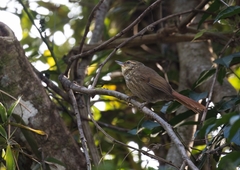 Syndactyla rufosuperciliata