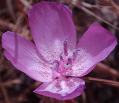 Clarkia lewisii