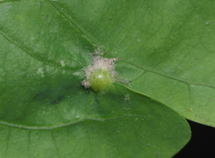 Andricus quercusutriculus