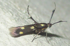Eretmocera laetissima