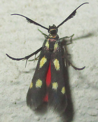 Eretmocera laetissima