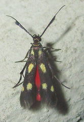 Eretmocera laetissima