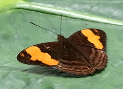 Adelpha saundersii frontina