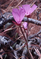 Clarkia lewisii