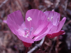 Clarkia lewisii