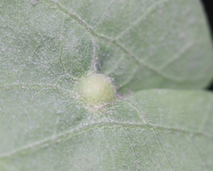 Andricus quercusutriculus