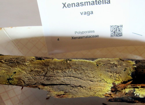 Xenasmatella vaga image