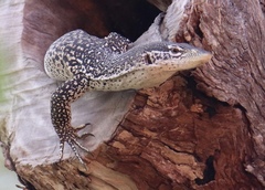 Varanus scalaris