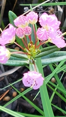 Kalmia polifolia